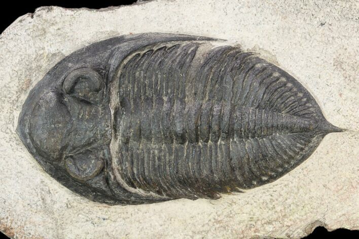 Bargain, Zlichovaspis Trilobite - Atchana, Morocco #119862